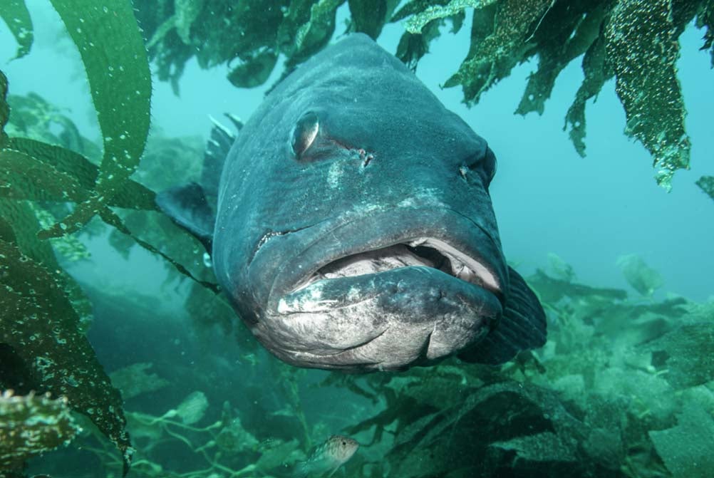 Giant sea bass, Stereopsis gigas. A giant sea bass facing the camera with mouth slightly agape.  At the top of the frame blades of kelp are hanging down somewhat framing the large creatures face. 