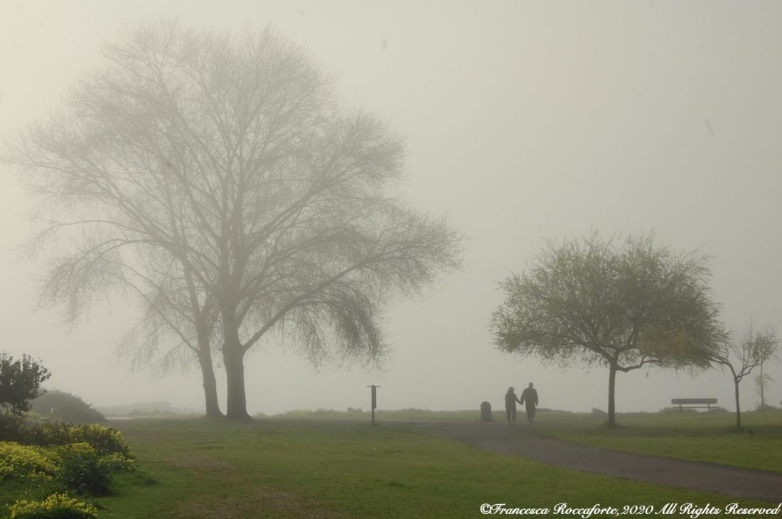 A man and woman are holding hands as they walk on a path in a park with big large tree and smaller trees on either side.  They are enjoying quiet time in nature.