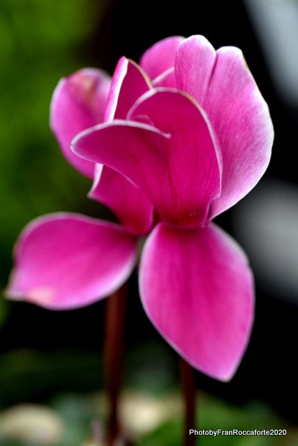 One Pink velvety flower leaves which are spreading gently