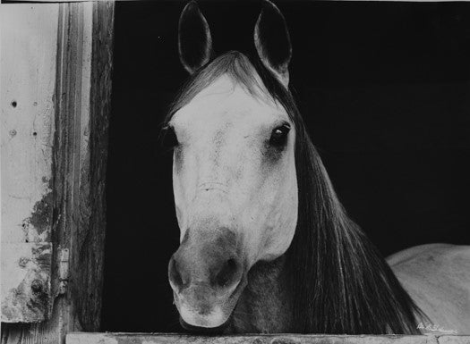 Horse in Barn-handmade silver gelatin print