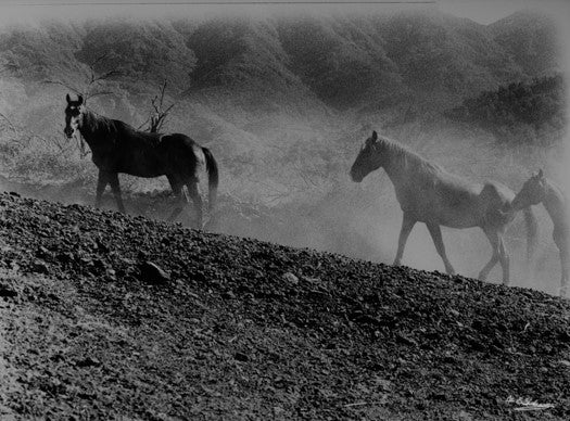 Three horses walking through dusty terrain. 