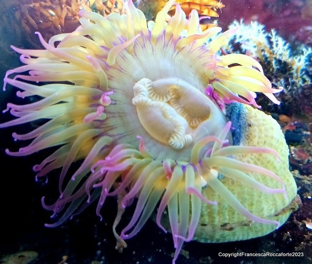 Many yellow colored pink tentacles (looks like many legs moving in the water …they react to movement and water flow)  inside of the tentacle is a soft cream colored body which looks like a white flower but it is a living sea creature. It opens and closes in reaction to movement.  This was in the bottom of a  fish tank at the SF Exploratorium.