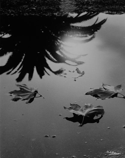 Palm tree mirrored on surface of water. Handmade silver gelatin print