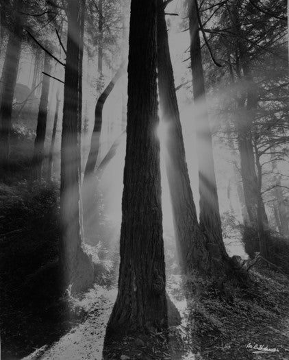 Light shining through trees in forest. Black-and-white handmade silver gelatin print. 