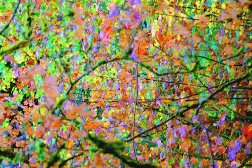 A color photograph depicting a landscape of intensely colored Autumn leaves. The shapes and colors are so numerous they appear as blotches and dribbles of paint. The image resembles a Jackson Pollock painting.