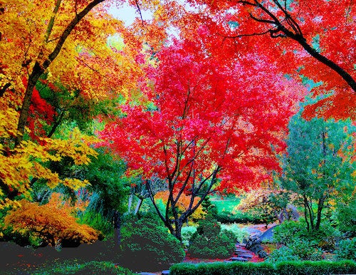 A color photograph depicting an autumn nature scene in a forest featuring a large tree in the center with crimson red leaves.  The dark trunks of the trees form interesting graphic configurations throughout the frame.