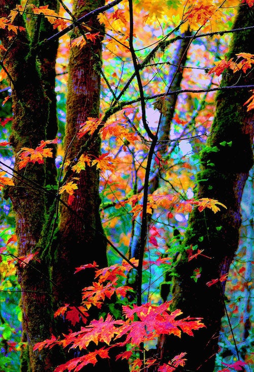 A color photograph depicting an autumn forest scene. There are the bases of three trees interspersed with colorful autumn foliage.