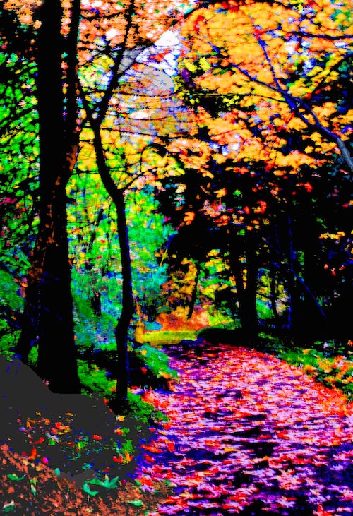 A color photograph depicting an autumn nature scene in Lithia Park, Oregon. The camera focuses on a tree lined path with colorful autumn leaves covering much of the path. 