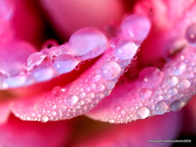 Detailed close up of rain droplets on the layers of the petals of a pink rose