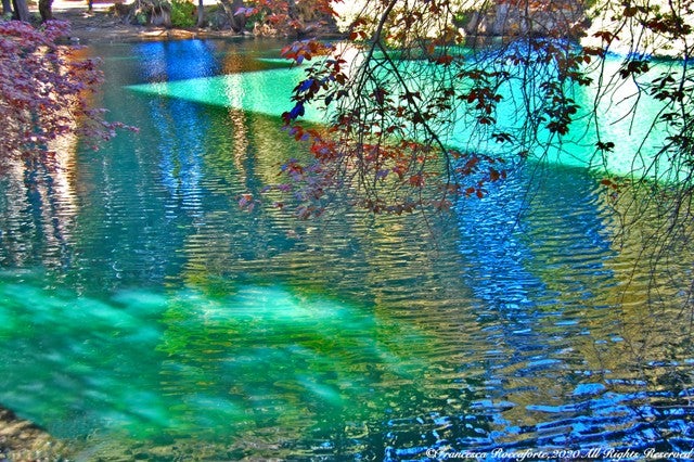 Evergreen tree colors of green and blue hues are reflected on the surface of the pond.  The pond has movement of the water. The shades of a tree branches have autumn colors of red and gold leaves... The nearby buildings create a large shadow on this serene pond.