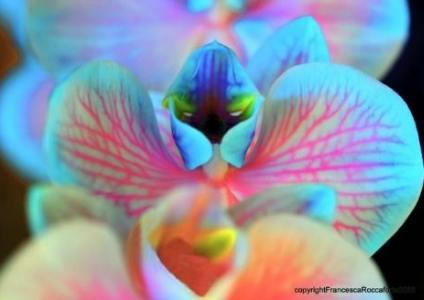 A very close up photo of turquoise blue, lavender, pink flower petals of an orchid. The petals have tree like veins that look like arteries of the human heart. The petals form a heart shape and another petal has two small white eyes that peek out. That is the spirit of this flower. Looks like a small alien with eyes watching.