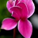 One Pink velvety flower leaves which are spreading gently