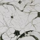 You see a cluster of neurons of varying sizes connected, with some flowing ink into others. 