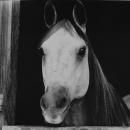 Horse in Barn-handmade silver gelatin print