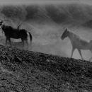Three horses walking through dusty terrain. 