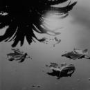 Palm tree mirrored on surface of water. Handmade silver gelatin print