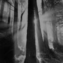 Light shining through trees in forest. Black-and-white handmade silver gelatin print. 