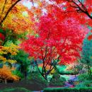 A color photograph depicting an autumn nature scene in a forest featuring a large tree in the center with crimson red leaves.  The dark trunks of the trees form interesting graphic configurations throughout the frame.