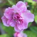 Photograph of a purple flower. 