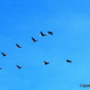 Fourteen seagulls 7 gulls above and 7 gulls below them form a flight pattern-line  that looks like a arrow or a  less than sign in math. The sky is bright blue in the background.