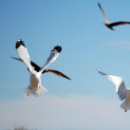  blue sky with 4 seagulls with wings, tail and legs in a flight position in midair. They are diving for pieces of bread thrown up in the air. One seagull is focused on getting its prize which is within reach. The gulls are very acrobatic and agile in their pursuit of food.