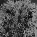 palm tree recorded on infrared film located in Santa Barbara near downtown area. Handmade silver gelatin print