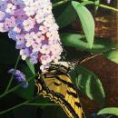 “Tiger Swallowtail Butterfly” small bee painting (Hanging On) – An 11”x14” acrylic painting of a honeybee hanging on to the leaf from and orange tree.