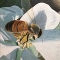 A 16”x20” acrylic painting of a honeybee on the center of an apple blossom.