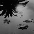 Palm tree mirrored on surface of water. Handmade silver gelatin print