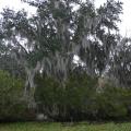 Photo of green trees