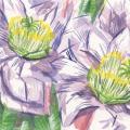 Drawing of a night bloomer purple plant. 