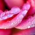 Detailed close up of rain droplets on the layers of the petals of a pink rose