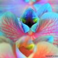 A very close up photo of turquoise blue, lavender, pink flower petals of an orchid. The petals have tree like veins that look like arteries of the human heart. The petals form a heart shape and another petal has two small white eyes that peek out. That is the spirit of this flower. Looks like a small alien with eyes watching.